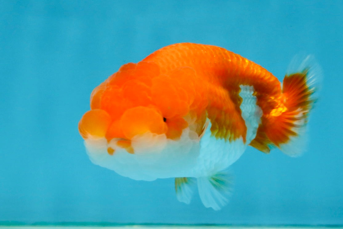 Red White Lionchu Female 4 inches #121225LC_11