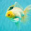 A Grade White Oranda Male 6-6.5 inches #100926OR_20