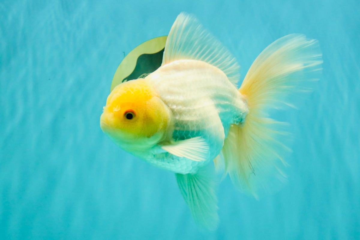 A Grade White Oranda Male 6-6.5 inches #100926OR_20