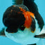 A Grade Tricolor Oranda Male 4.5 inches #050225OR_08