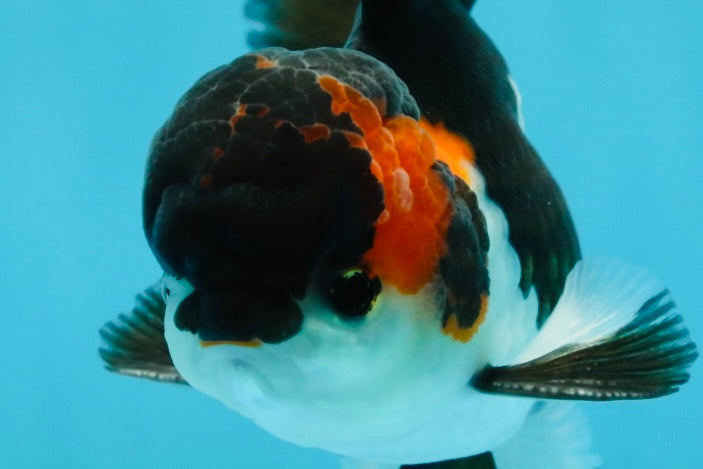 A Grade Tricolor Oranda Male 4.5 inches #050225OR_08