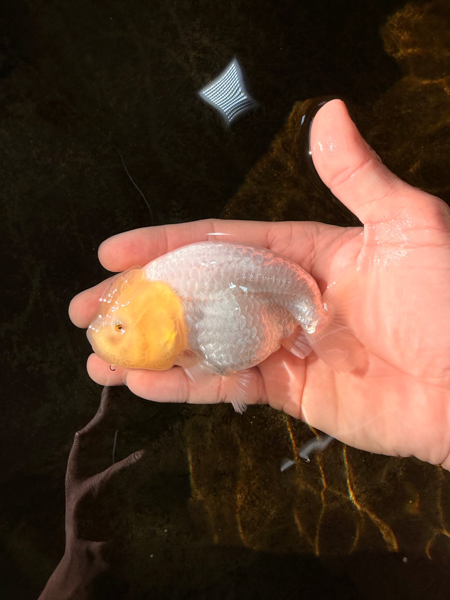 A Grade White LionQueen 4-4.5 inches #102425LC_12