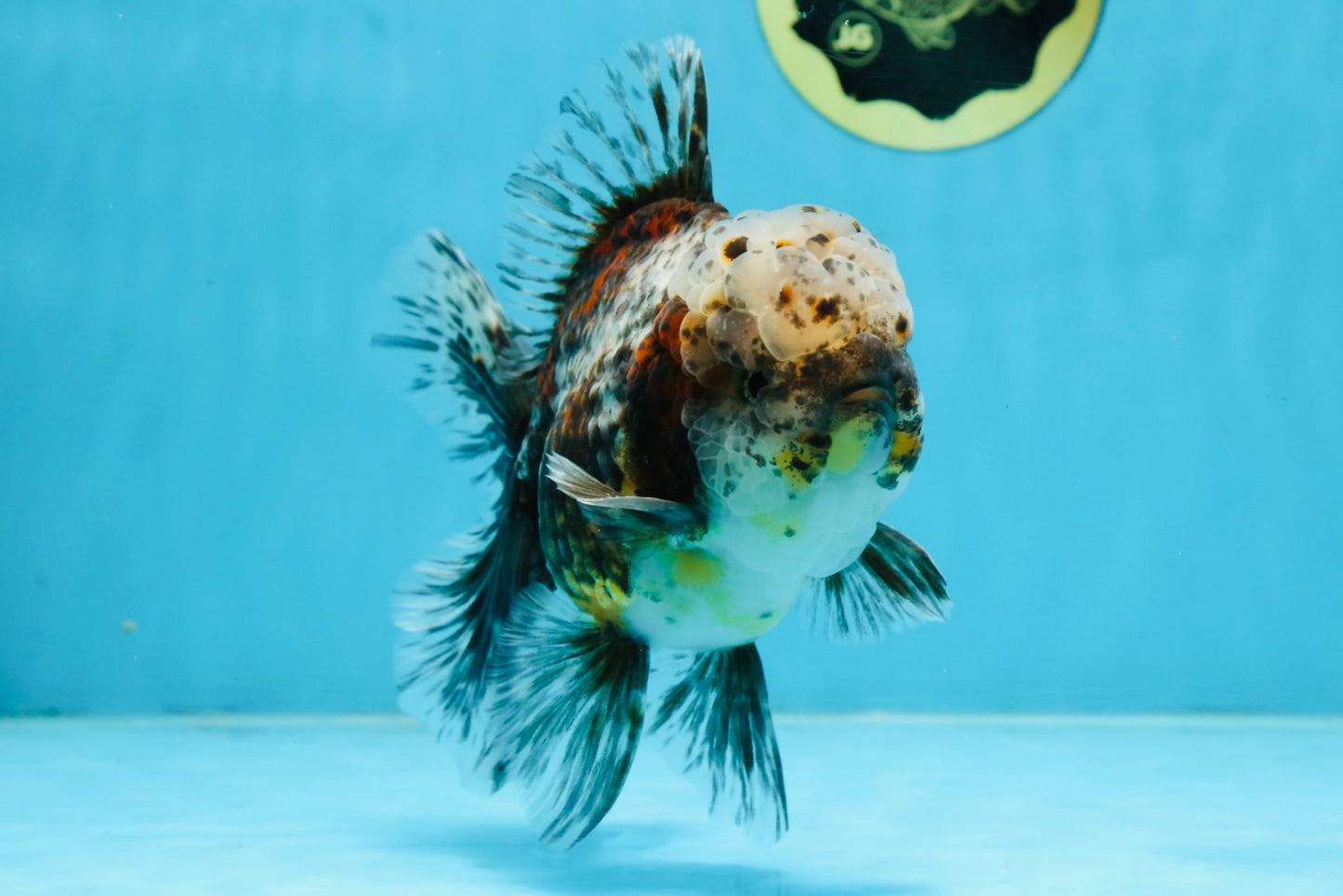 CHONKY AAA Grade Calico Kirin Oranda Male 5.5 inches #102425OR_18