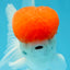 A Grade Red Cap Oranda Male 4.5-5 inches #050925OR_46