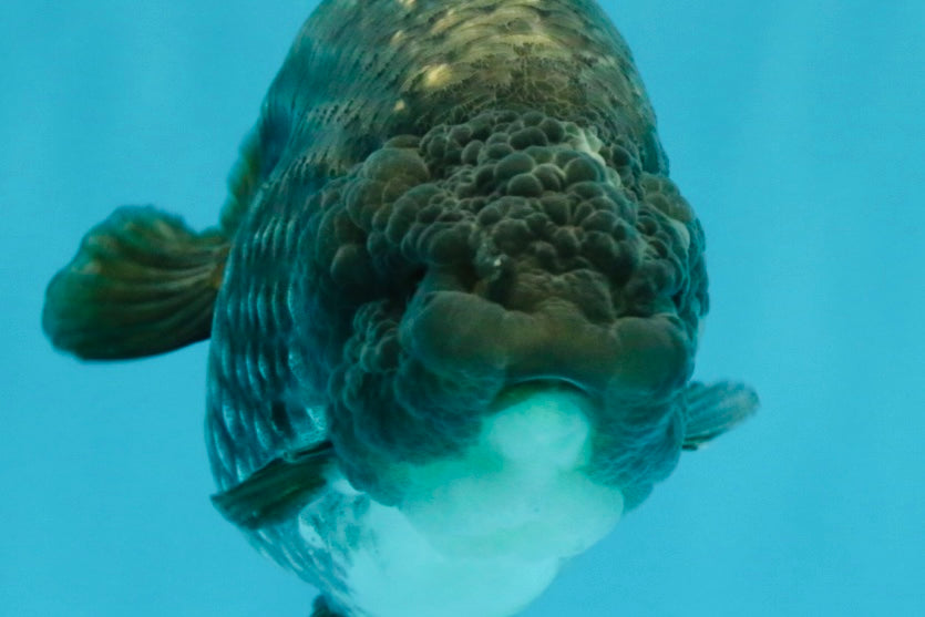 A Grade Blue Chinese Ranchu Female 5 inches #022726RC_22