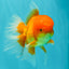 A Grade Red White Oranda Male 5.5-6 inches #082126OR_03