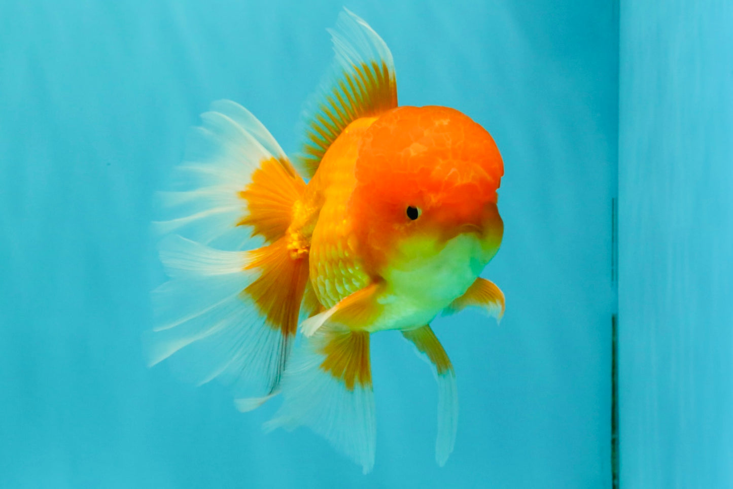 A Grade Red White Oranda Male 5.5-6 inches #082126OR_03