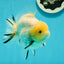 A Grade Lemonhead Yuanbao Male 4.5 inches #110824YB_33