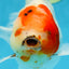 AAA Grade CHUNKY Sakura Oranda Female 6-6.5 inches #080825OR_15