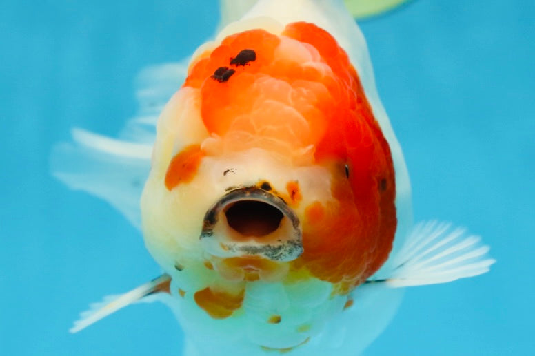 AAA Grade CHUNKY Sakura Oranda Female 6-6.5 inches #080825OR_15