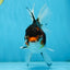 Angry Bird Tricolor Oranda Male 5.5 inches #081525OR_30