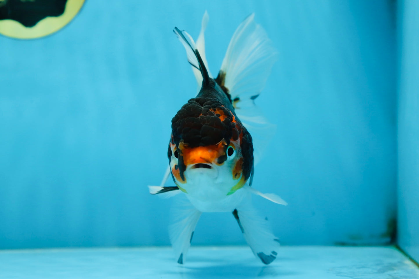 Angry Bird Tricolor Oranda Male 5.5 inches #081525OR_30