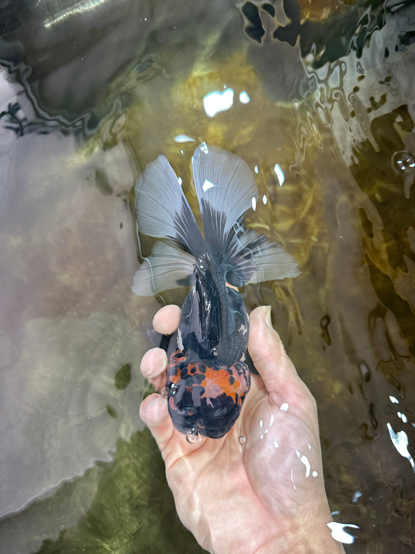 AAA Grade TOP Tricolor Oranda Female 6 inches #051625OR_31