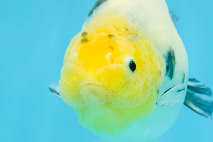 UNIQUE A Grade Chinese Cow Ranchu Female 4.5 inches #102425RC_04