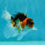 Butterfly Tail Tricolor Oranda Male 3.5 inches #1004OR_29