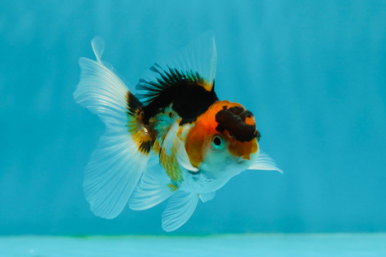 Butterfly Tail Tricolor Oranda Male 3.5 inches #1004OR_29