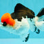 SUPER CUTE A Grade Tricolor Yuanbao Male 5.5 inches #051526YB_09
