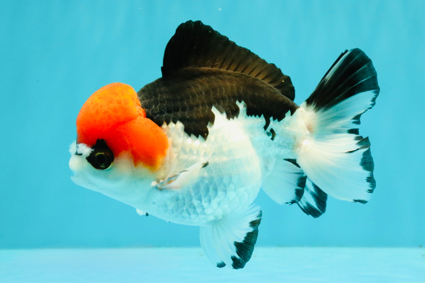 SUPER CUTE A Grade Tricolor Yuanbao Male 5.5 inches #051526YB_09