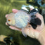 Panda Oranda Female 5 inches #120624OR_12