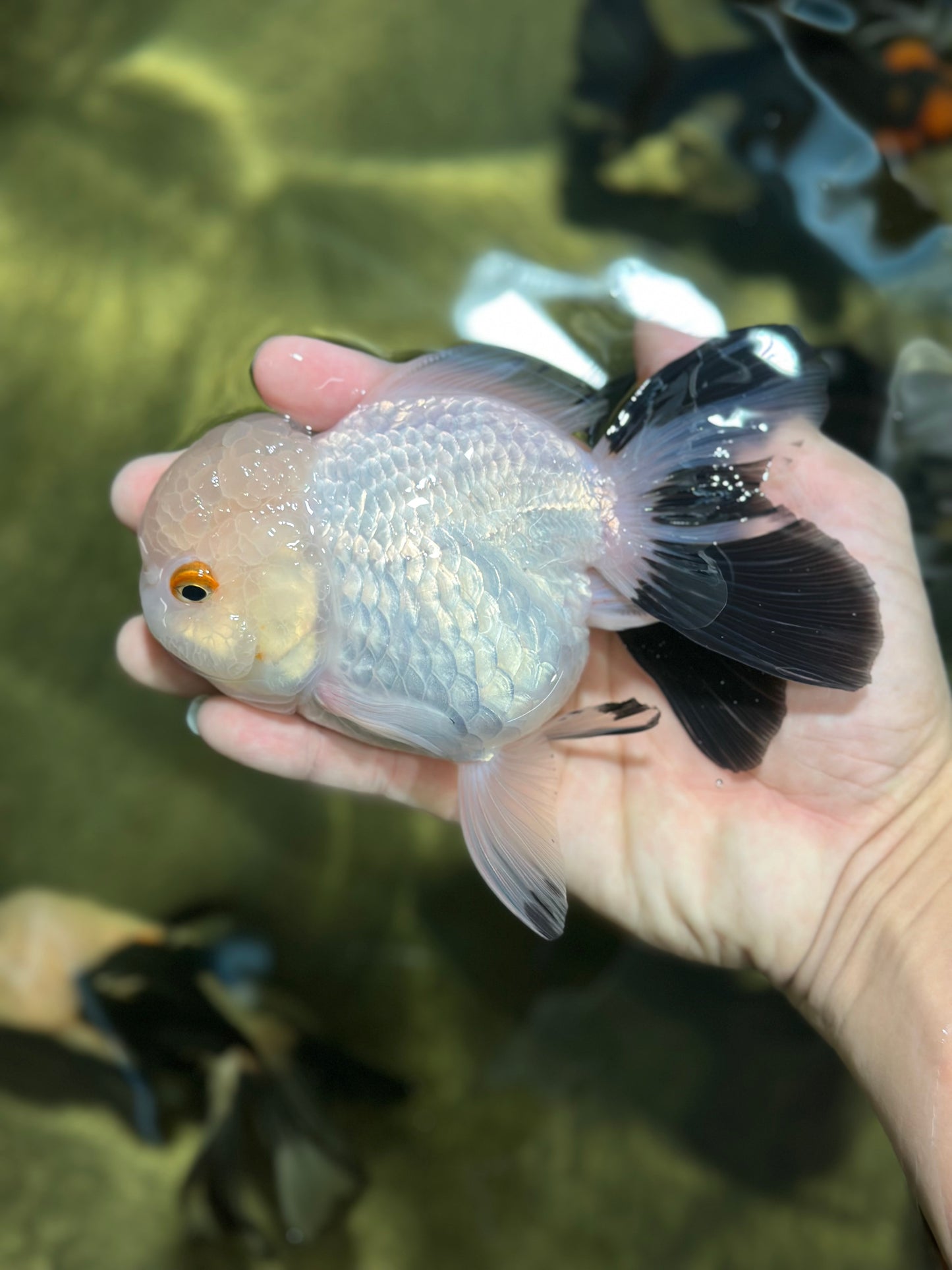 Panda Oranda Female 5 inches #120624OR_12