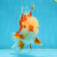 SHOW GRADE Won Runner 2nd Red White Oranda Male 5.5 inches Trophy Included #062025OR_01