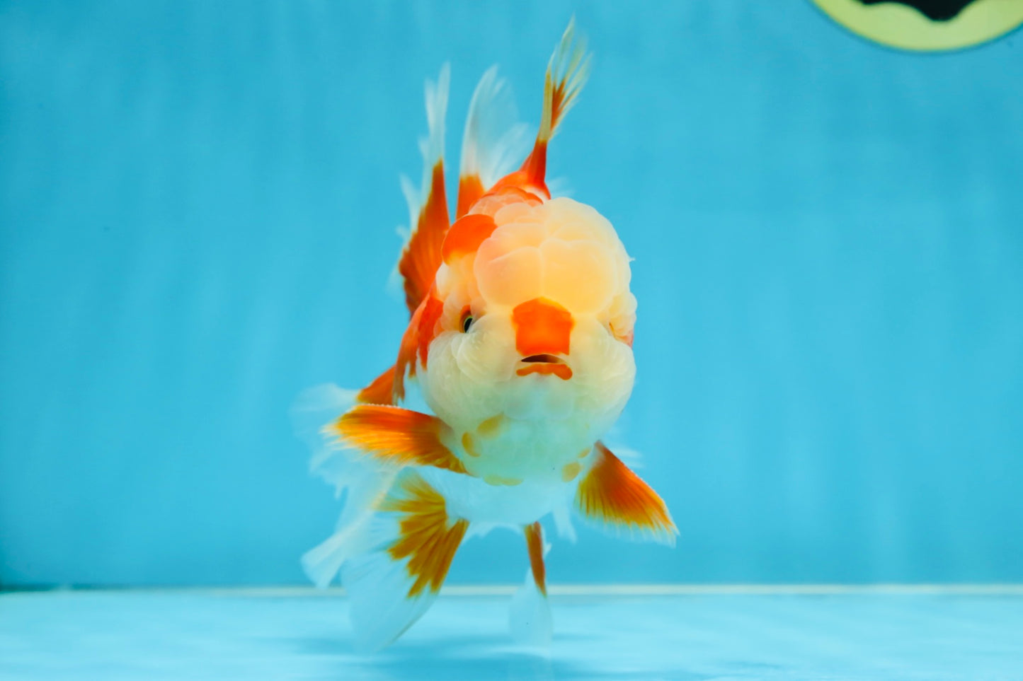 SHOW GRADE Won Runner 2nd Red White Oranda Male 5.5 inches Trophy Included #062025OR_01