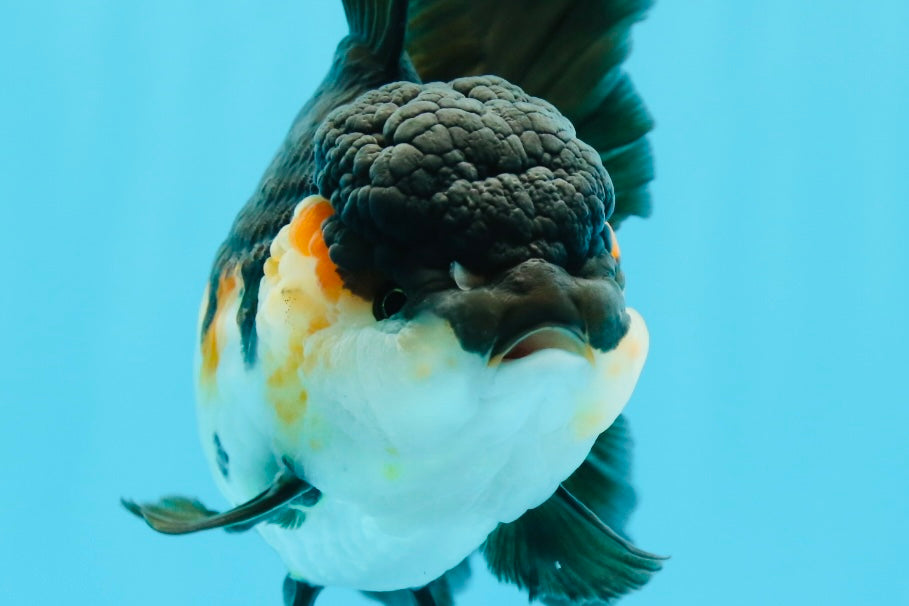 A Grade Bulldog Tricolor Oranda Female 5.5 inches #0614OR_21