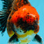 CHUNKY SUPER AAA Grade Godzilla Calico Oranda Male 6.5-7 inches #032726OR_07