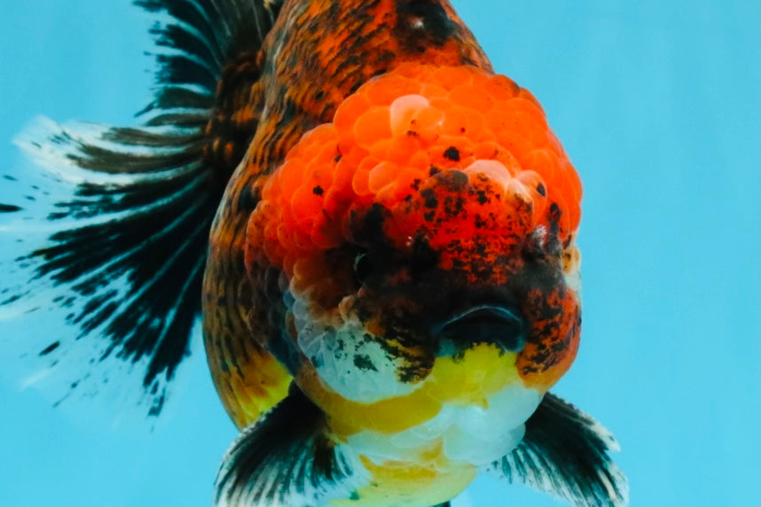 CHUNKY SUPER AAA Grade Godzilla Calico Oranda Male 6.5-7 inches #032726OR_07