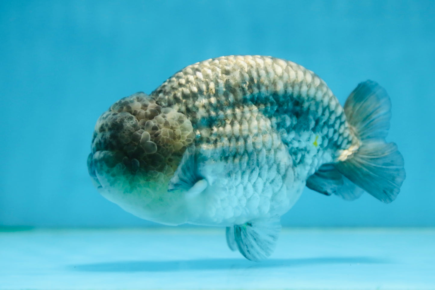 A Grade CHONKY Blue LionKing 5-5.5 inches #082925LC_17