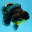 A Grade CHONKY Kirin Oranda Female 6.5 inches #072525OR_20