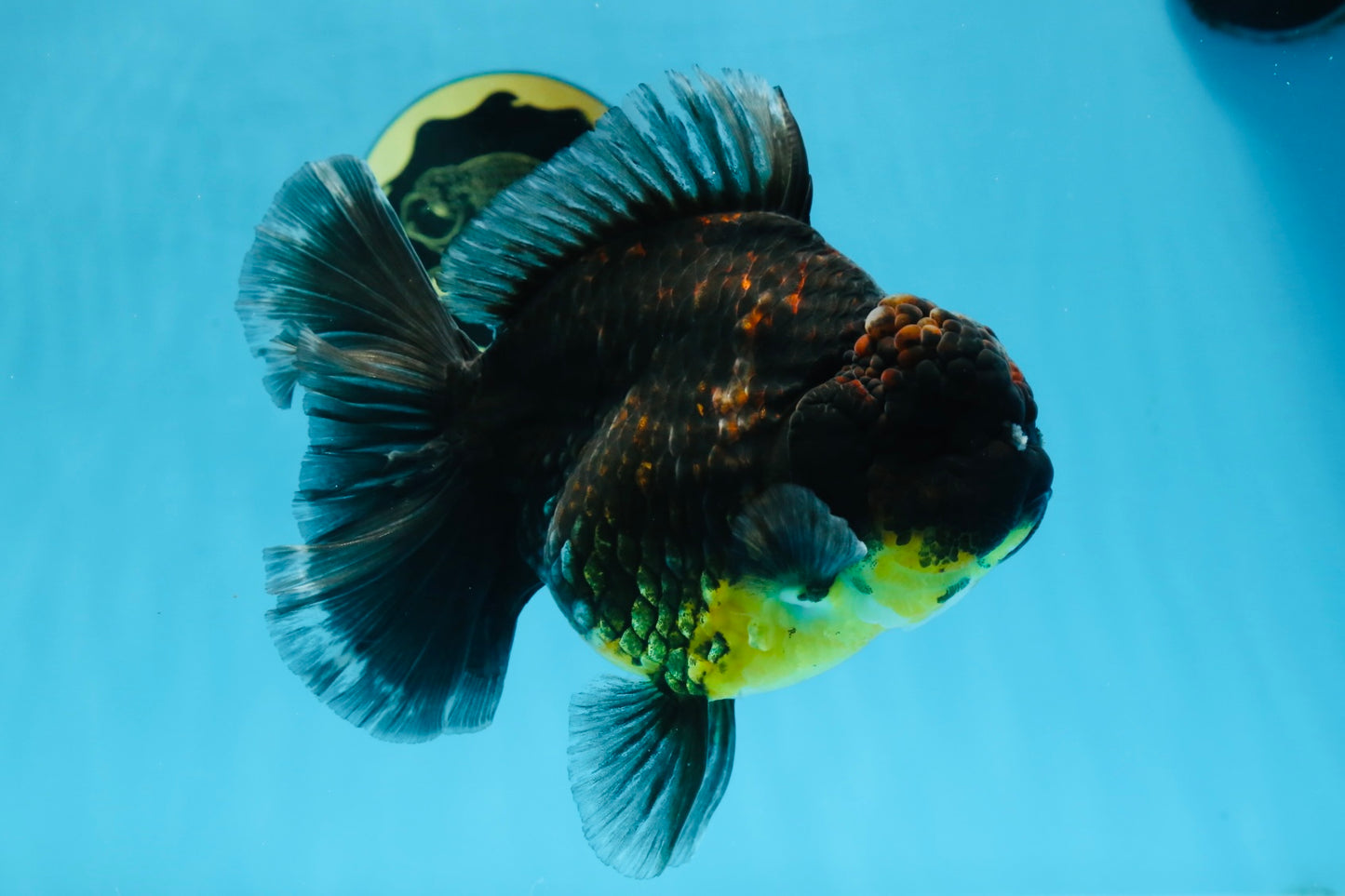 A Grade CHONKY Kirin Oranda Female 6.5 inches #072525OR_20