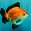 ADORABLE AAA Grade Tricolor Yuanbao Male 4.5-5 inches #080726YB_27
