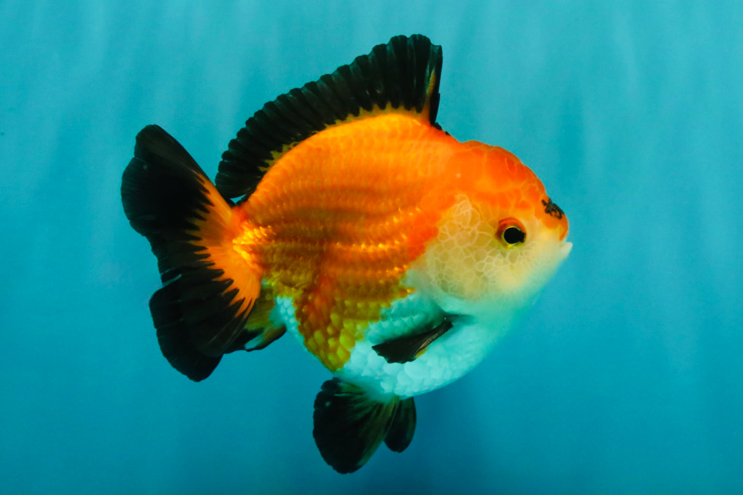 ADORABLE AAA Grade Tricolor Yuanbao Male 4.5-5 inches #080726YB_27