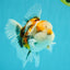 Calico Oranda Male 5-5.5 inches #050126OR_12