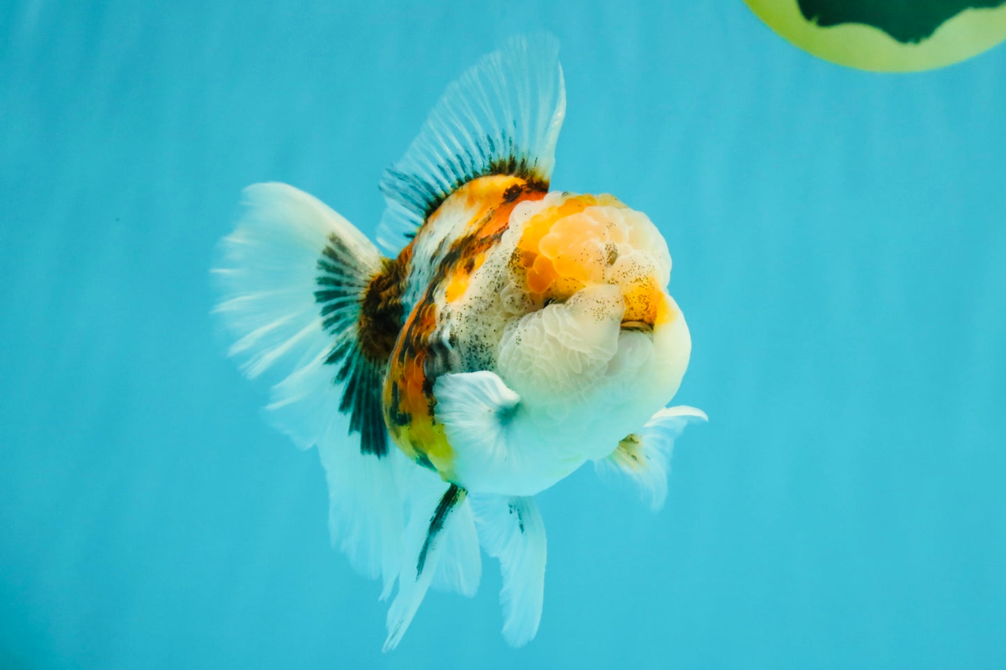 Calico Oranda Male 5-5.5 inches #050126OR_12