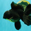 AAA Grade Black Oranda Male 6.5 inches #102326OR_08