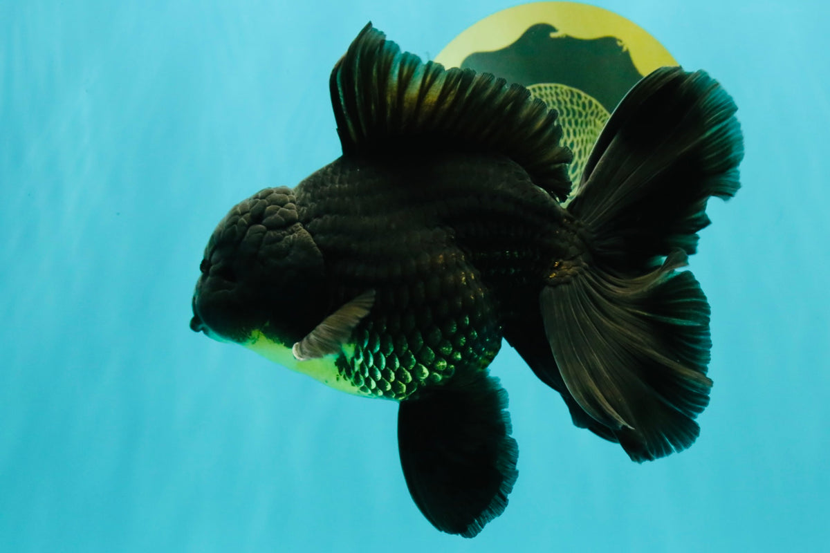 AAA Grade Black Oranda Male 6.5 inches #102326OR_08