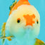 AAA Grade Red White Yuanbao Male 4.5-5 inches #082126YB_26