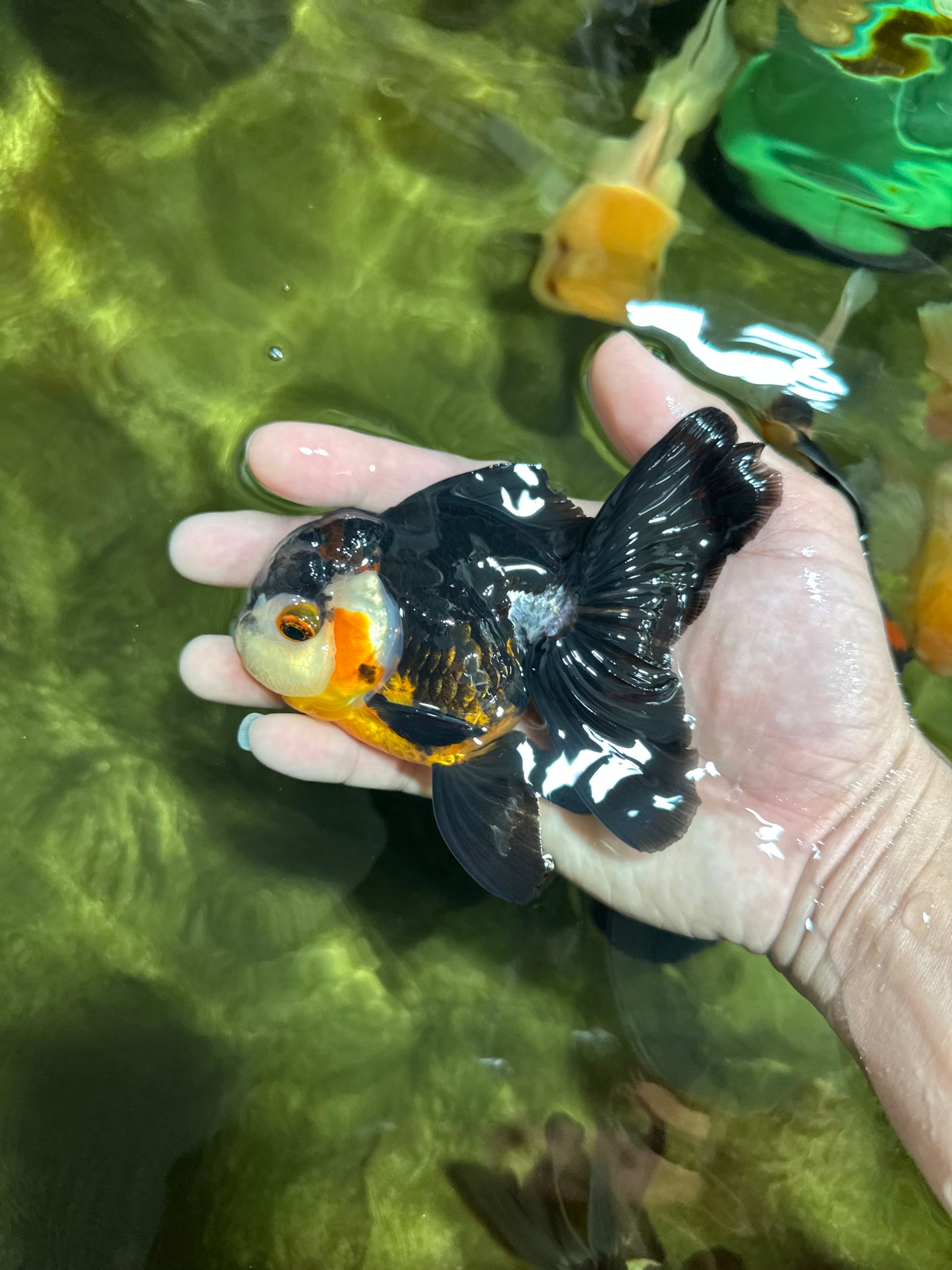 UNIQUE A Grade Bulldog Face Tricolor Button Eyes Oranda Female 4.5 inches #041825OR_14