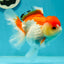 Red White Oranda Female 5 inches #110124OR_04