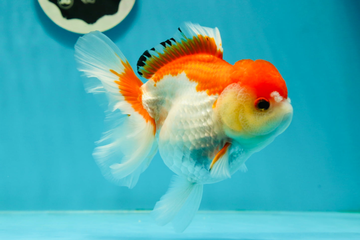 Red White Oranda Female 5 inches #110124OR_04