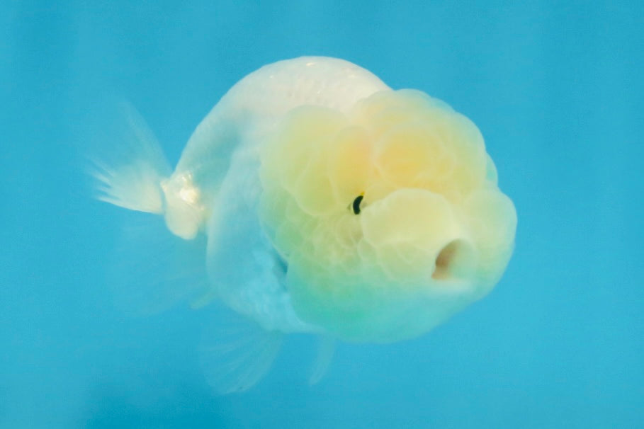 FLUFFY SNOW White LionChu Female 3.5 inches #120525LC_17