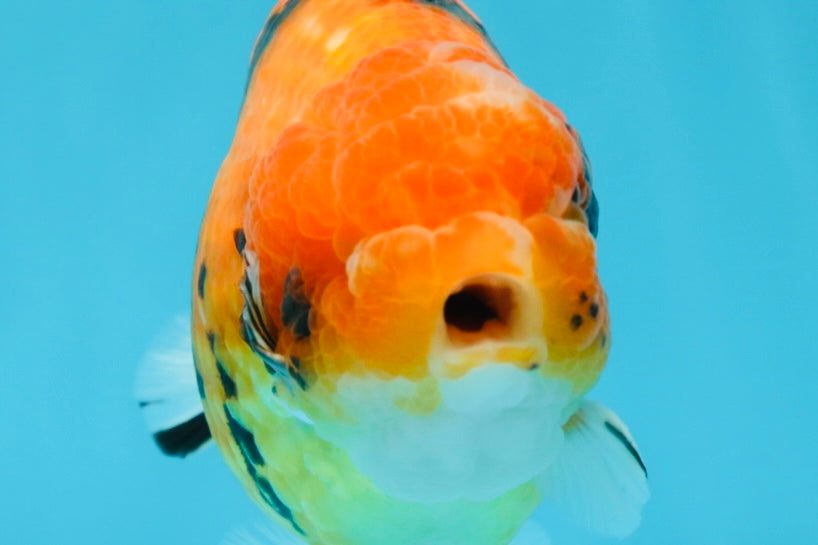 AAA Grade Tiger LionKing 4.5 inches #060625LC_04