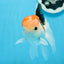 AAA Grade Tricolor Oranda Male 5 inches #0906OR_30