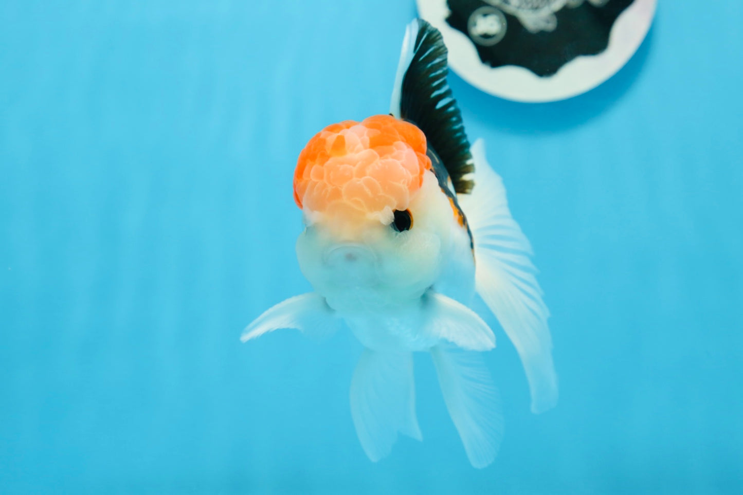 AAA Grade Tricolor Oranda Male 5 inches #0906OR_30