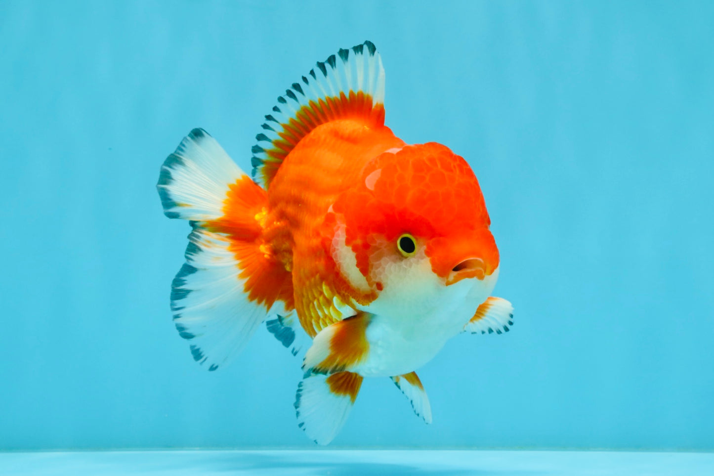 SPECIAL AAA Grade Red White Yuanbao Male 5-5.5 inches #032726YB_02