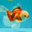 CHICKIE AAA Grade Red White Oranda Male 6 inches #072426OR_06