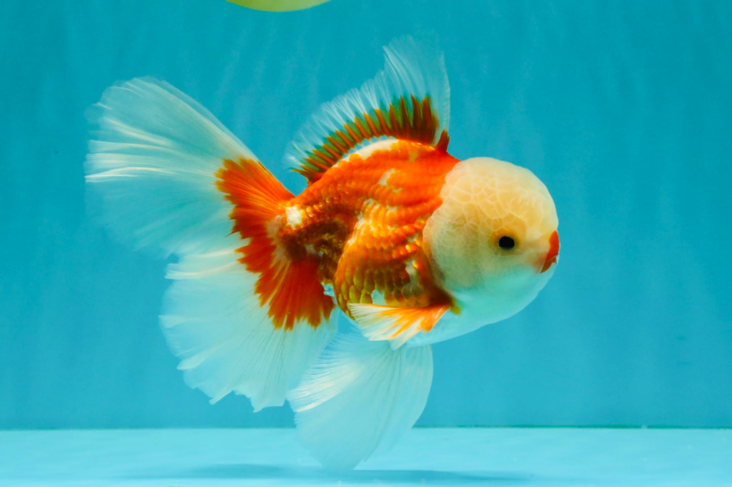 CHICKIE AAA Grade Red White Oranda Male 6 inches #072426OR_06