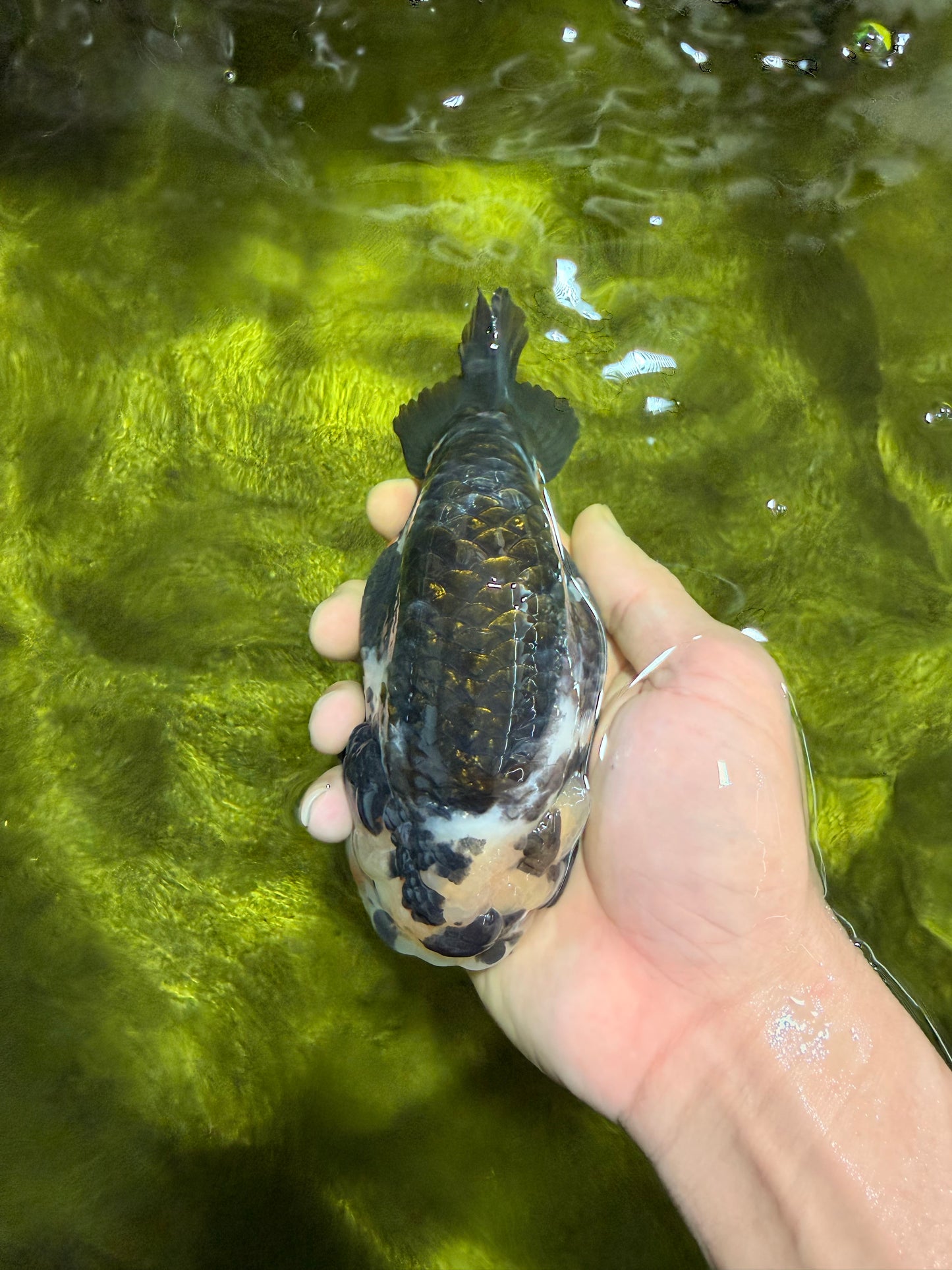 A Grade Ink Chinese Ranchu Male 5.5 inches #022026RC_19